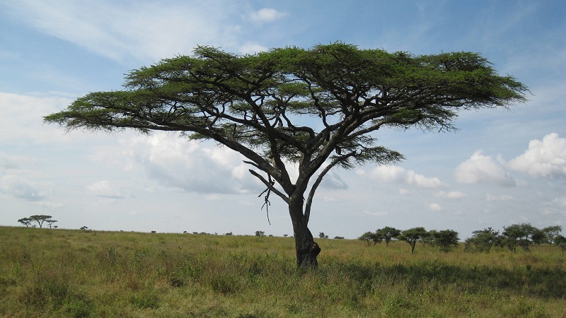 Il simbolismo dell’Acacia nel grado di Maestro Discreto